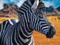 Jwèt Chasè zebra sou entènèt