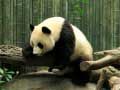 Jwèt Pazz nan Panda sou entènèt