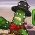Cactus McCoy Cactus McCoy sou entènèt