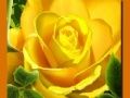 Jwèt Rose Jòn sou entènèt Jwèt Rose Jòn sou entènèt
