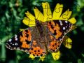 Jwèt Puzzel: Prentan sou entènèt