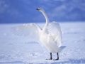 Jwèt Grasy Swans sou entènèt