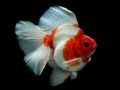 Jwèt Puzzle Poisson Lòtbò sou entènèt