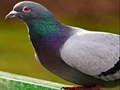 Jwèt Puzle Pigeon sou entènèt