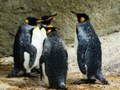 Jwèt Puzzle Wa Pinguin sou entènèt