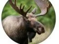 Jwèt Kwi zo animal sou entènèt