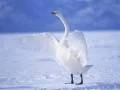 Jwèt Grasy Swans sou entènèt