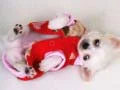 Jwèt Glise Puppy Bèl sou entènèt