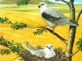 Jwèt Puzle Zwazo Predatè sou entènèt Jwèt Puzle Zwazo Predatè sou entènèt