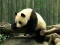Jwèt Pazz nan Panda sou entènèt