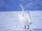 Jwèt Grasy Swans sou entènèt