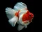 Jwèt Puzzle Poisson Lòtbò sou entènèt