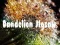 Jwèt Puzle Dandelion sou entènèt