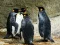 Jwèt Puzzle Wa Pinguin sou entènèt