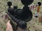 Jwèt Sniper Kalmar Pap sou entènèt