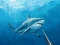 Jwèt Lachas anba dlo spearfishing sou entènèt