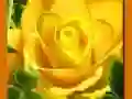 Jwèt Rose Jòn sou entènèt