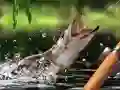 Jwèt Katch Matin sou entènèt