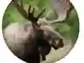 Jwèt Kwi zo animal sou entènèt Jwèt Kwi zo animal sou entènèt