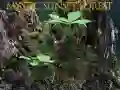Jwèt Forè mistik nan kouche solèy sou entènèt