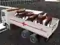 Jwèt Transpò bèt domestik ak kamyon sou entènèt Jwèt Transpò bèt domestik ak kamyon sou entènèt