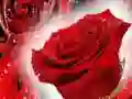 Jwèt Wouj woz sou entènèt Jwèt Wouj woz sou entènèt