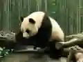Jwèt Pazz nan Panda sou entènèt Jwèt Pazz nan Panda sou entènèt