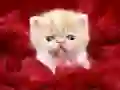 Jwèt Chat komik sou entènèt Jwèt Chat komik sou entènèt
