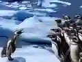 Jwèt Glise Pinguin sou entènèt