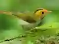 Jwèt Zantray Vole sou entènèt Jwèt Zantray Vole sou entènèt