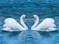 Jwèt Gliy l’anj sou entènèt