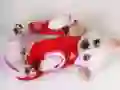 Jwèt Glise Puppy Bèl sou entènèt Jwèt Glise Puppy Bèl sou entènèt