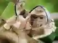 Jwèt Chimponz Jigsaw sou entènèt