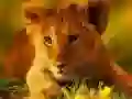 Jwèt Puzzy Bebe Bò Mèzan sou entènèt Jwèt Puzzy Bebe Bò Mèzan sou entènèt
