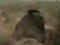 Jwèt Batay Tank sou entènèt