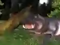 Jwèt Lavi Hipopotam Sovaj sou entènèt Jwèt Lavi Hipopotam Sovaj sou entènèt