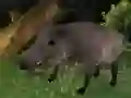 Jwèt Kach ki kabrit sovaj sou entènèt Jwèt Kach ki kabrit sovaj sou entènèt
