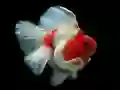 Jwèt Puzzle Poisson Lòtbò sou entènèt Jwèt Puzzle Poisson Lòtbò sou entènèt