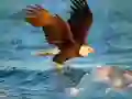 Jwèt Puzle Bèt: Aigle sou entènèt Jwèt Puzle Bèt: Aigle sou entènèt