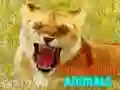 Jwèt Bèt yo ki ri ak souri sou entènèt Jwèt Bèt yo ki ri ak souri sou entènèt