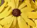 Jwèt Paz Pétal Flè ak Goutte Lapli sou entènèt Jwèt Paz Pétal Flè ak Goutte Lapli sou entènèt