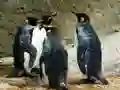 Jwèt Puzzle Wa Pinguin sou entènèt Jwèt Puzzle Wa Pinguin sou entènèt