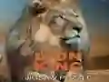 Jwèt Pazèl Wa Liyon sou entènèt
