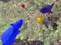Jwèt Envahisman Rat Origami sou entènèt Jwèt Envahisman Rat Origami sou entènèt