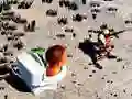 Jwèt Tire Twalet Skibidi soti anwo sou entènèt Jwèt Tire Twalet Skibidi soti anwo sou entènèt