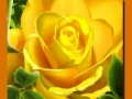 Jwèt Rose Jòn sou entènèt