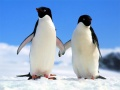 Jwèt Pèz Pinguin sou entènèt