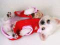 Jwèt Glise Puppy Bèl sou entènèt