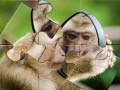 Jwèt Chimponz Jigsaw sou entènèt