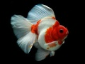 Jwèt Puzzle Poisson Lòtbò sou entènèt